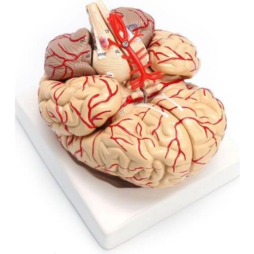 1: 1 Life Size Human Anatomical Brain Pro Dissection Organ Teaching Model