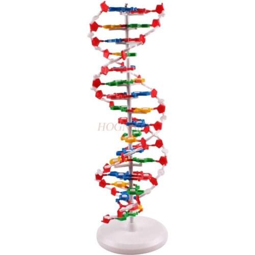 DNA double helix structure model High school DNA molecular structure model teaching aids Demonstration instrument