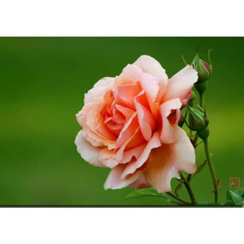 Full square diamond painting wedding rose flower embroidery mosaic diamond dotz rhinestone picture puzzle toy drawing wall decor