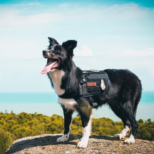 OneTigris Service Dog Assistance Harness Compatible Vest Tactical Military MOLLE Training Harness for Service Dog