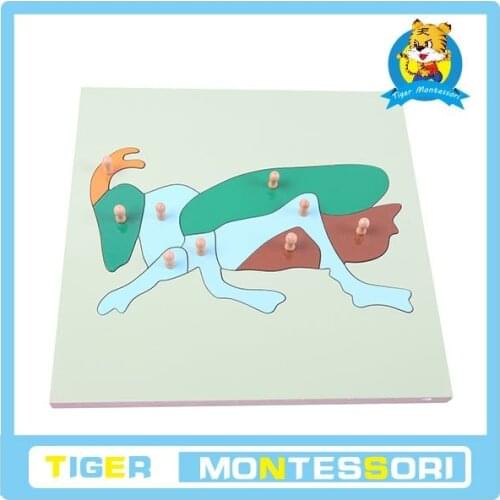 Wholesale professional montessori material wooden educational toy botany puzzle Cricket Puzzle