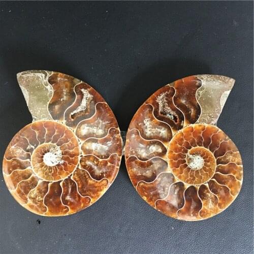 100% Natural Rainbow Ammonite Shell Fossil Slice Madagascar Ammonite Fossil Mineral Specimen Home decoration gift