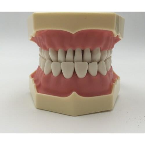 Free shipping Good quality Dental Soft Gum Teeth Model with tougneTypodont w/ 32 Removable Teeth NISSIN 200 Compatible