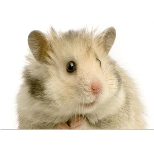 Nice Hamster Poster Custom Satin Poster Print Cloth Fabric Wall Poster Print Silk Fabric Print Poster