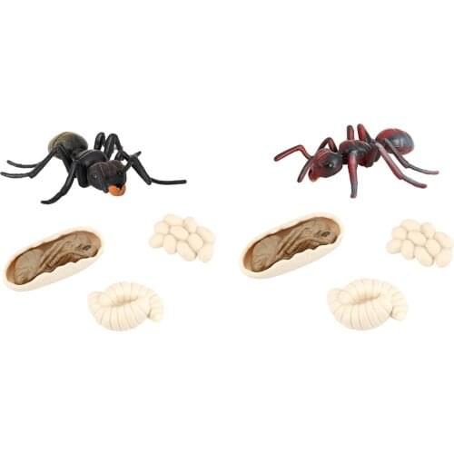 Nature Ant Growth 4 Stage Life Cycle Pre-School Learning Imaginatio