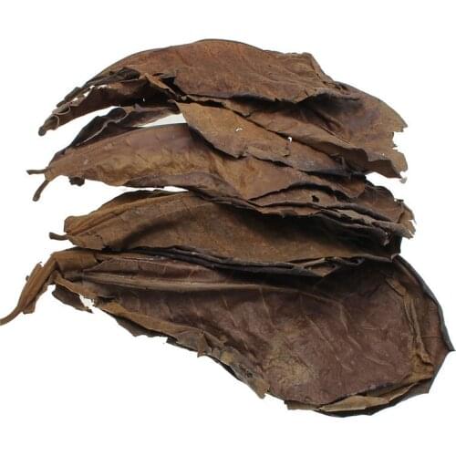 10pcs high quality Natural Terminalia Catappa Leaves,Indian almond Lour tree Olive leaf for aquarium water to balance PH Acidity