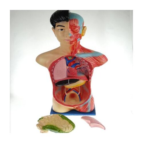 Juvenile human body half body model Biomedical physiology and health muscle 45cm free shipping