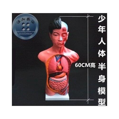 Juvenile body half model Medical Science Removable internal organs 60cm longth human atomical model free shipping