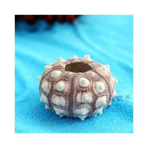 Natural Sea Urchin Purple Home Decoration Photography Props DIY Shell Conch Pineapple Succulent Potted Plant