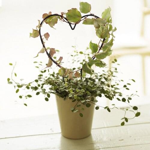 Plant Holder Anti-Rust Garden Bonsai Tools For Climbing Plants Flowers Indoor & Outdoor Plant Support Frame Plant Stand