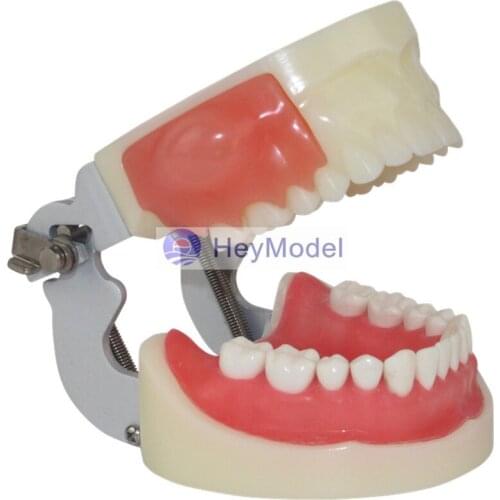HeyModel Oral practice exam abscess incision and dental preparation Model