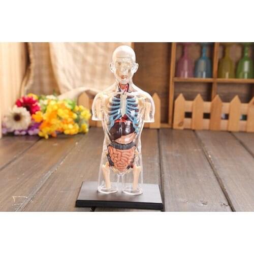 Transparent human torso Human Anatomy model 4D bust male body head musculoskeletal anatomy science model free shipping