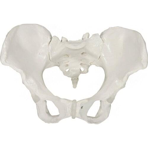Life Size Female Pelvis Model Human Pelvis Anatomical Anatomy Skeleton Skeletal Models Medical Learn Aid Supplies