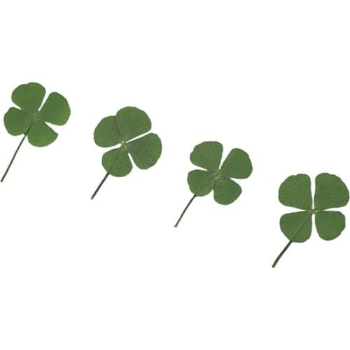 250pcs Pressed Dry Four-Leaf Clover Leaf Plant Pendant Necklace Jewelry Production Process Diy Accessories