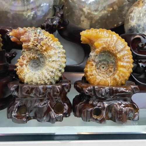 Natural Horn Screw Fossil Ammonite Stone Crioceras Mineral Specimen Claw Fossil Specimen Decorate Collections Gifts