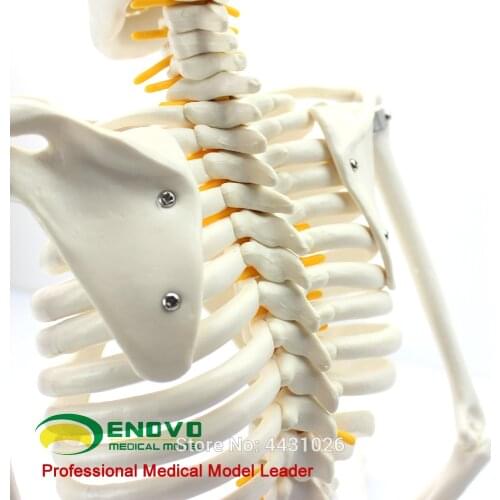 85CM Human Skeleton Spinal Nerve Model Medicine Yoga Fitness Teaching Learning Skeleton Model EGG202