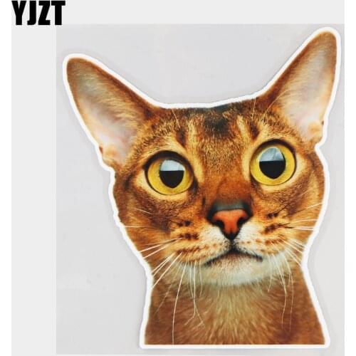YJZT 14.5×16.8CM Abyssinian Cat Scratch Occlusion Bumper Car Stickers Funny Cartoon Vinyl Decals 21A-0034