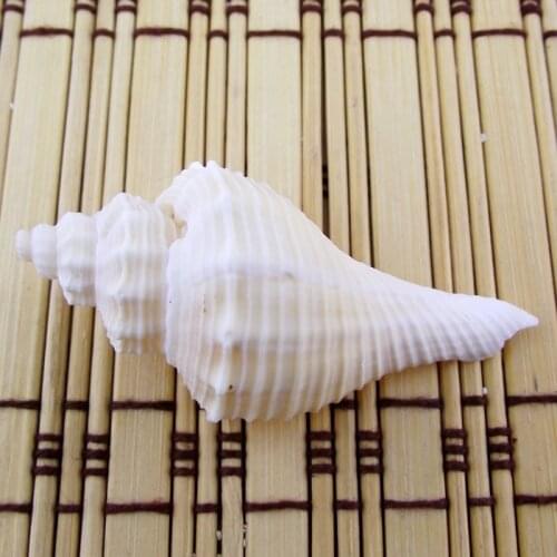 Long fragrant conch 5-6cm white conch natural conch shell creative fashion white decorative painting whistle and other materials