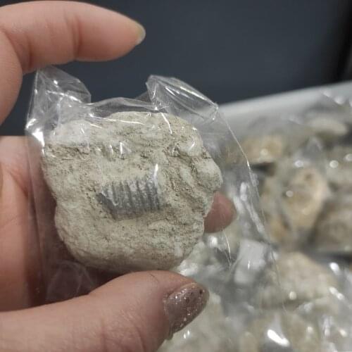 1pcs Fossil Tail Fossil Ancient Fossils Teaching Specimens Collection Science