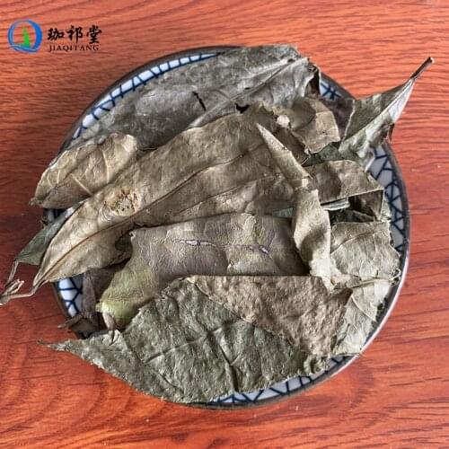 Folium Turpiniae Turpinia Arguta Seem. Shan Xiang Yuan Ye