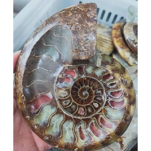 500g Crystal ashtray Natural Conch fossil Ashtray bowl Ammonite quartz Gemstone tobacco jar Healing decoration