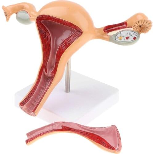 1: 1 Female Uterus Model 2 Removable Parts Human Anatomical Model for School Teaching Tool Learning Display Lab Supplies