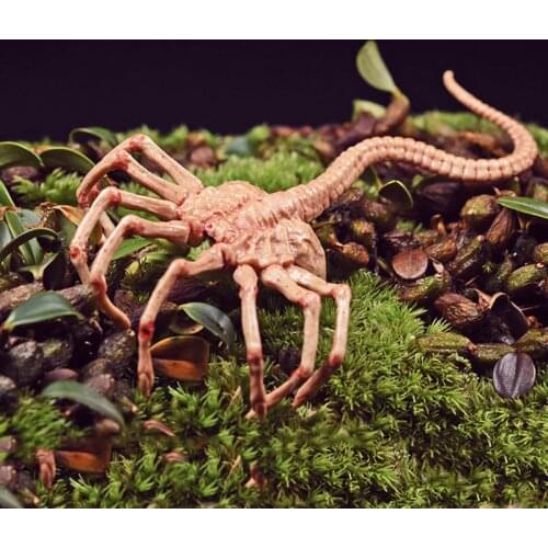 Fire Girl Toys FG028 1/6 Scale Alien Predator Chestburster Facehugger Model Alien Xenomorph Alien Figure for 12"Action Figure