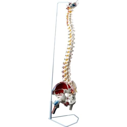 Medical color vertebral body human spine model human skeleton model large spine adult 1:1 with thoracic pelvis