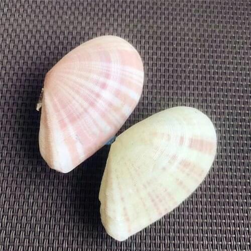 1pc rare Sea Shells Natural Scallop Seashell Beach Wedding Decorations Home Decor Ocean Ornaments DIY Craft