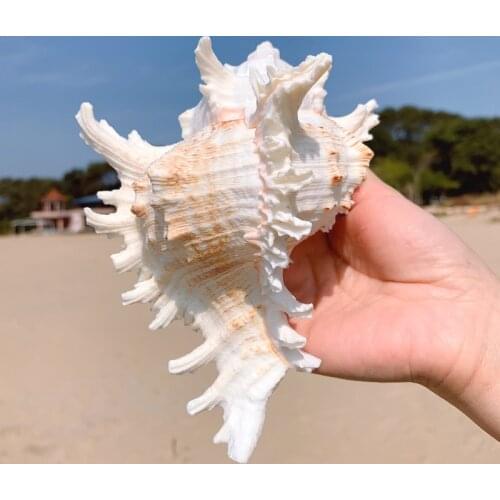Thousand hand snail chrysanthemum snail natural conch shell aquarium decoration aquarium case landscape Mediterranean style
