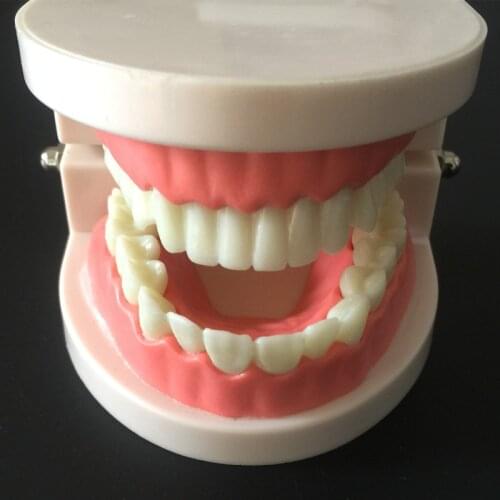Dental lab Teeth Model, white teeth Denture show, odontologia dentist laboratory equipment, Model 02