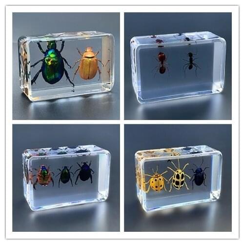 Insect specimens kindergarten animal real insect resin early education observation supplies scorpion spider firefly