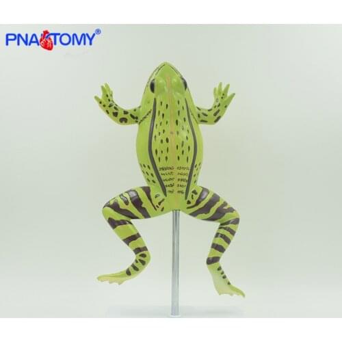 Enlarged frog anatomy model toad and rana model animal anatomical model students studying tool school used experiment kit