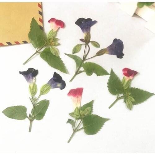 12pcs Side Pressed Dried Torenia fournieri Flower With Stalk Plants Herbarium Jewelry Bookmark Photo Frame Postcard Making DIY