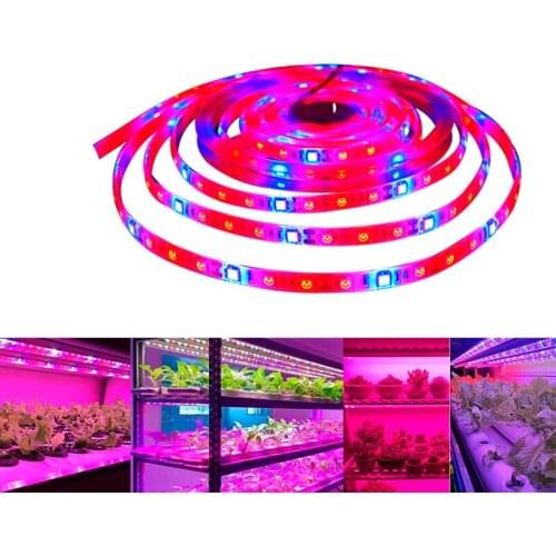5050 Plant Grow LED Strip Lights Red Blue 3:1 4:1 5:1 for Greenhouse Hydroponic Plant Growing,5m/lot DC12V