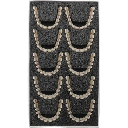 10set/box 28pcs/set Resin Teeth Denture Upper Lower Shade A2 Manufactured Artificial Preformed Dentition Oral Care Tool Material