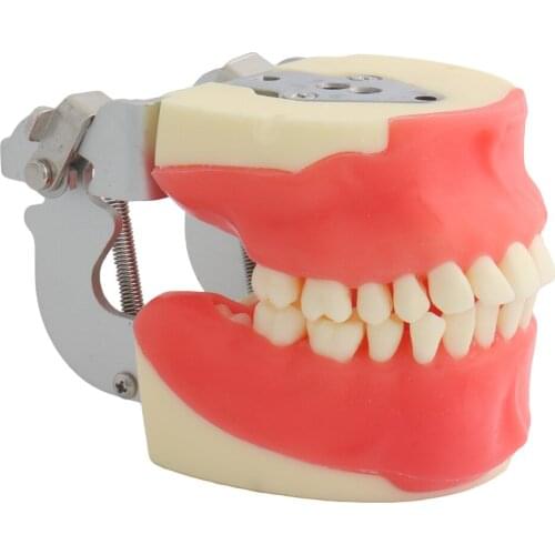 Teeth Model Training Model For Oral Surgery Dental Model Dental Model Teaching Demonstration