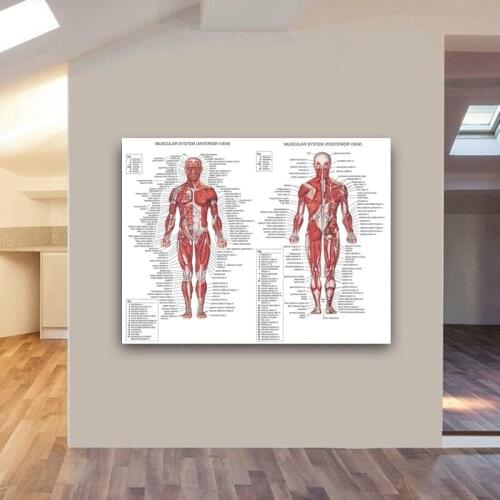 Anatomy of various parts Wall Art Home Decor of the no Frame antiquing Poster Oil Painting on Canvas for Living Room Office
