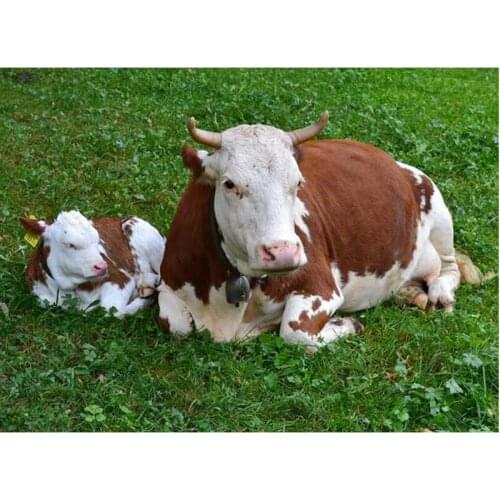 5D DIY Diamond Painting Grassland cow Full Square Drill Diamond Embroidery Animals Picture Rhinestone Mosaic Decor Home C350