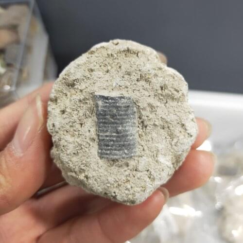 1pcs Natural Fossil Tail Animal Coral Science Stone Collection Tail Insect Crown Science Specimen Teaching