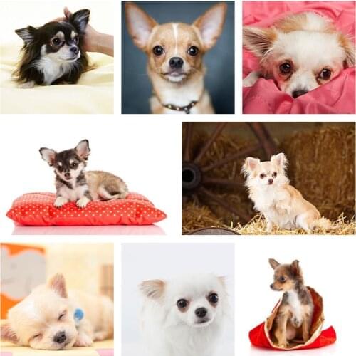 5D DIY Diamond Painting Cross Stitch Chihuahua Dog Diamond Embroidery Mosaic Home Decoration