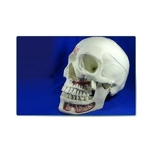 Simulation Human Anatomical Anatomy Head Skull Skeleton Medical Model Mouth
