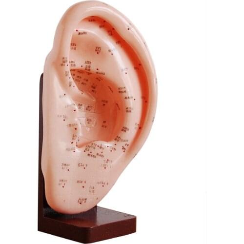 22CM EAR ACUPUNCTURE MODEL, With wood base, massage model