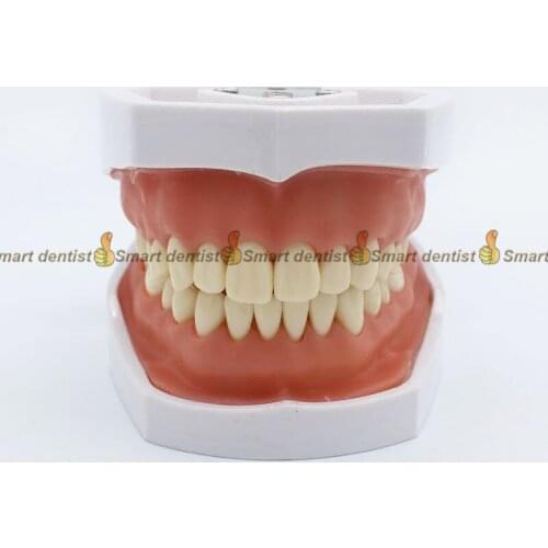 Quality dental teeth model Removable tooth model Excretion exercise model Preparation teeth training dental model Dental mold