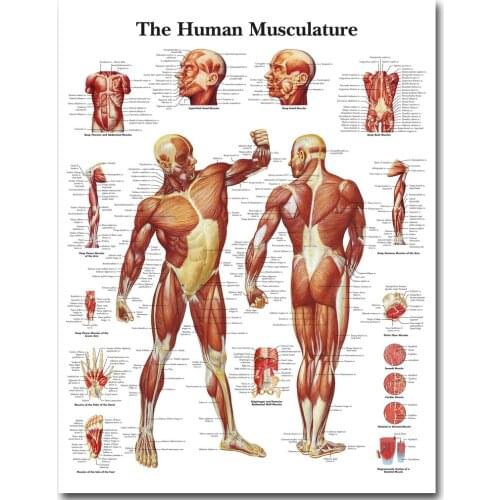 Human Anatomy Muscles System Art Silk Poster Print 24x32 32x43 inch Body Map Wall Pictures for Medical Education Home Decor 025