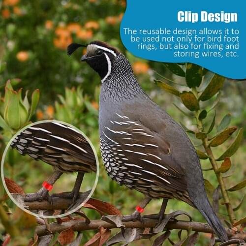 100Pcs Birds Feet Rings Inner Diameter 8mm Width 7mm Plastic Clip Ring Pigeon Dove Quail Foot Ring Farm Animal Carrier