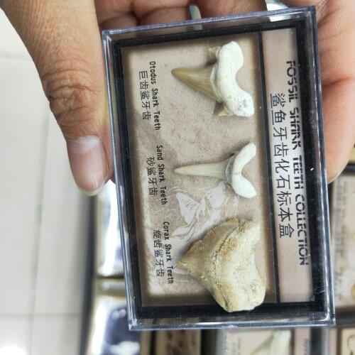 1pcs Shark tooth Fossil Specimen Natural Stones Decoration Marine Science Teaching Materials hot