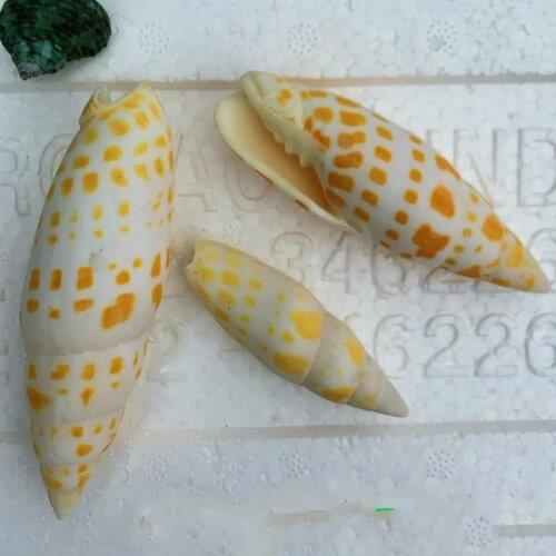 10pcs Natural Starfish Seashell Beach Craft Natural Sea Stars DIY Beach Wedding Decoration Crafts Home Decor