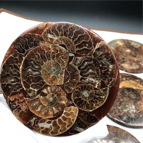 Ammonite Fossil Slice Plate Natura Shell a compassl MADAGASCAR FOSSIL SPECIMEN HEALING decoration