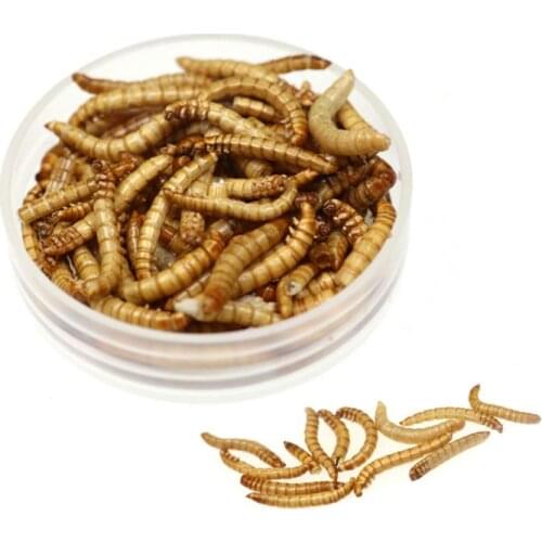 Natural Dried Mealworm Food Meal For Feeding Pet Reptile Chickens Wild Garden Bird Aquarium Worm